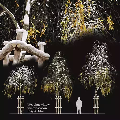 Winter Weeping willow