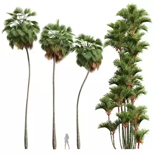 Borassus Flabellifer and Cyrtostachys Renda 3D model