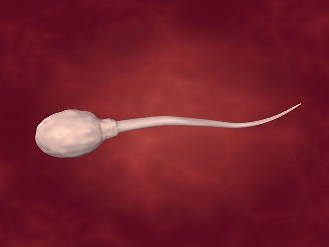 Sperm - Rigged and Textured  Low-poly 3D model