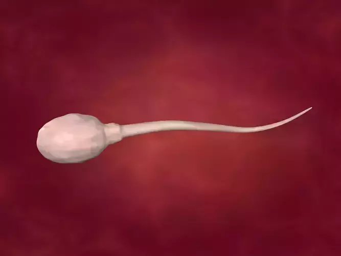 Sperm - Rigged and Textured  Low-poly 3D model