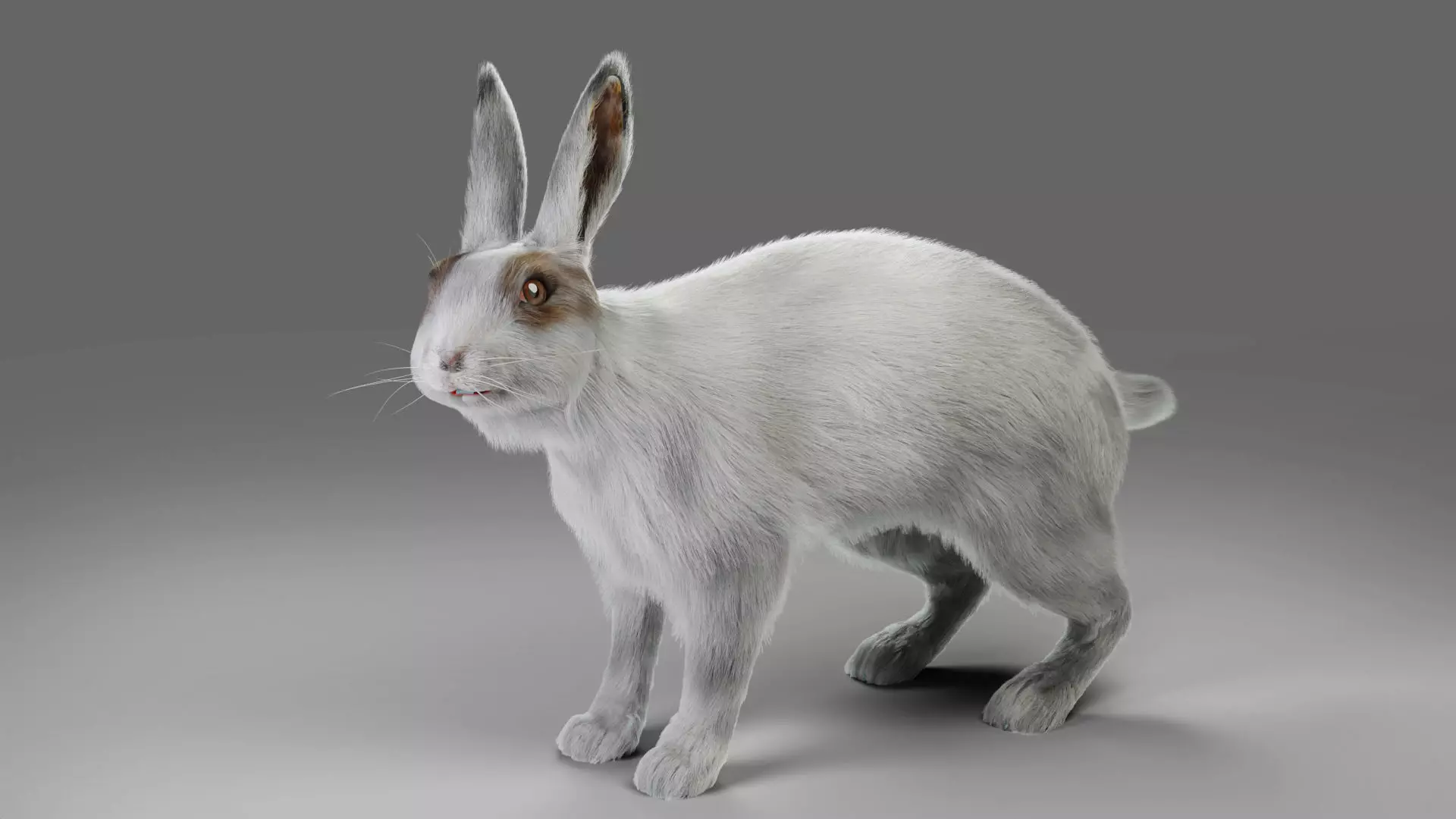 Fur Rabbit Gray V05 Rigged and Animation Low-poly 3D model_0