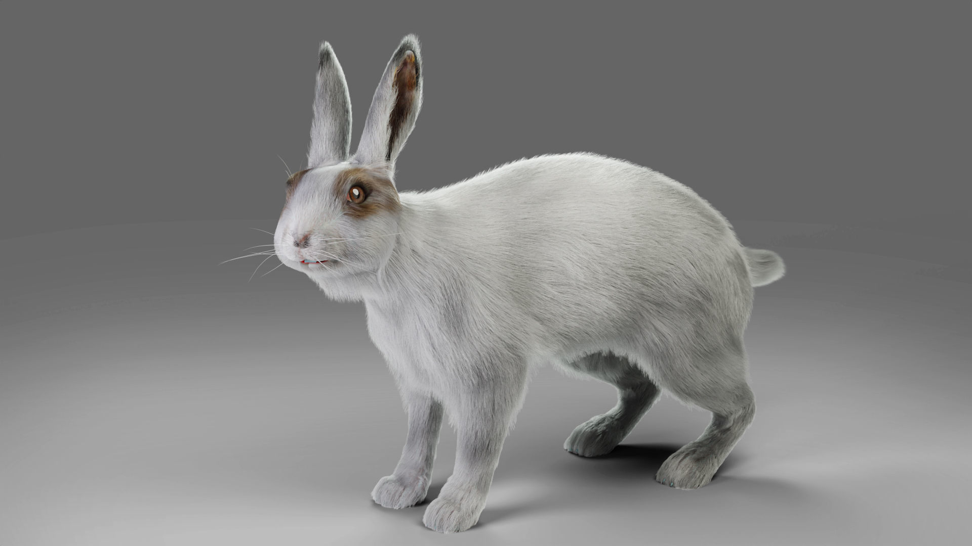 3D model Fur Rabbit Gray V05 Rigged and Animation VR / AR / low-poly ...