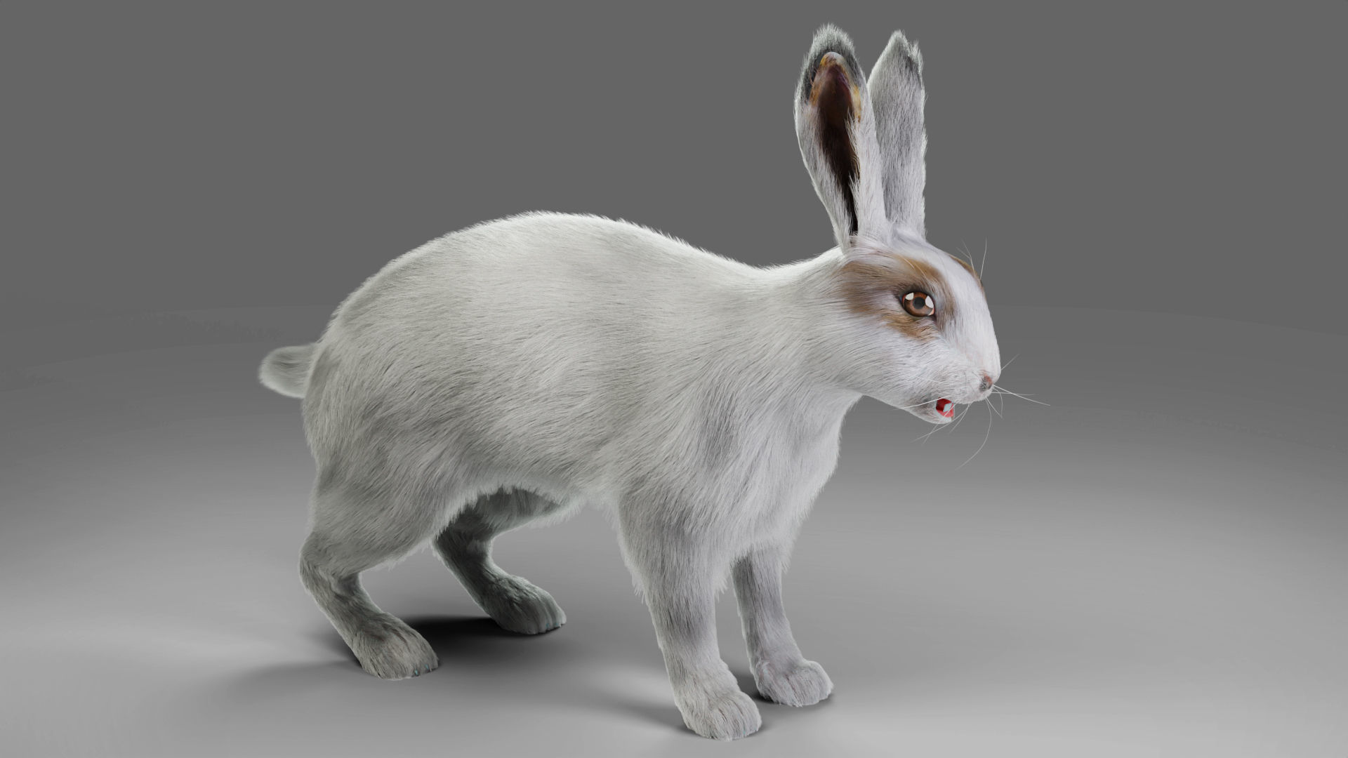 Fur Rabbit Gray V05 Rigged and Animation Low-poly 3D model_5