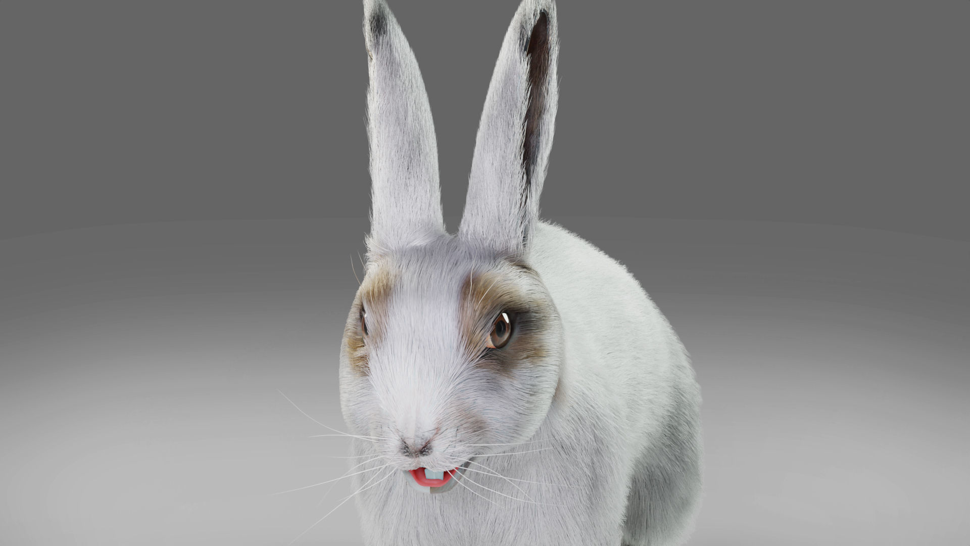 Fur Rabbit Gray V05 Rigged and Animation Low-poly 3D model_7