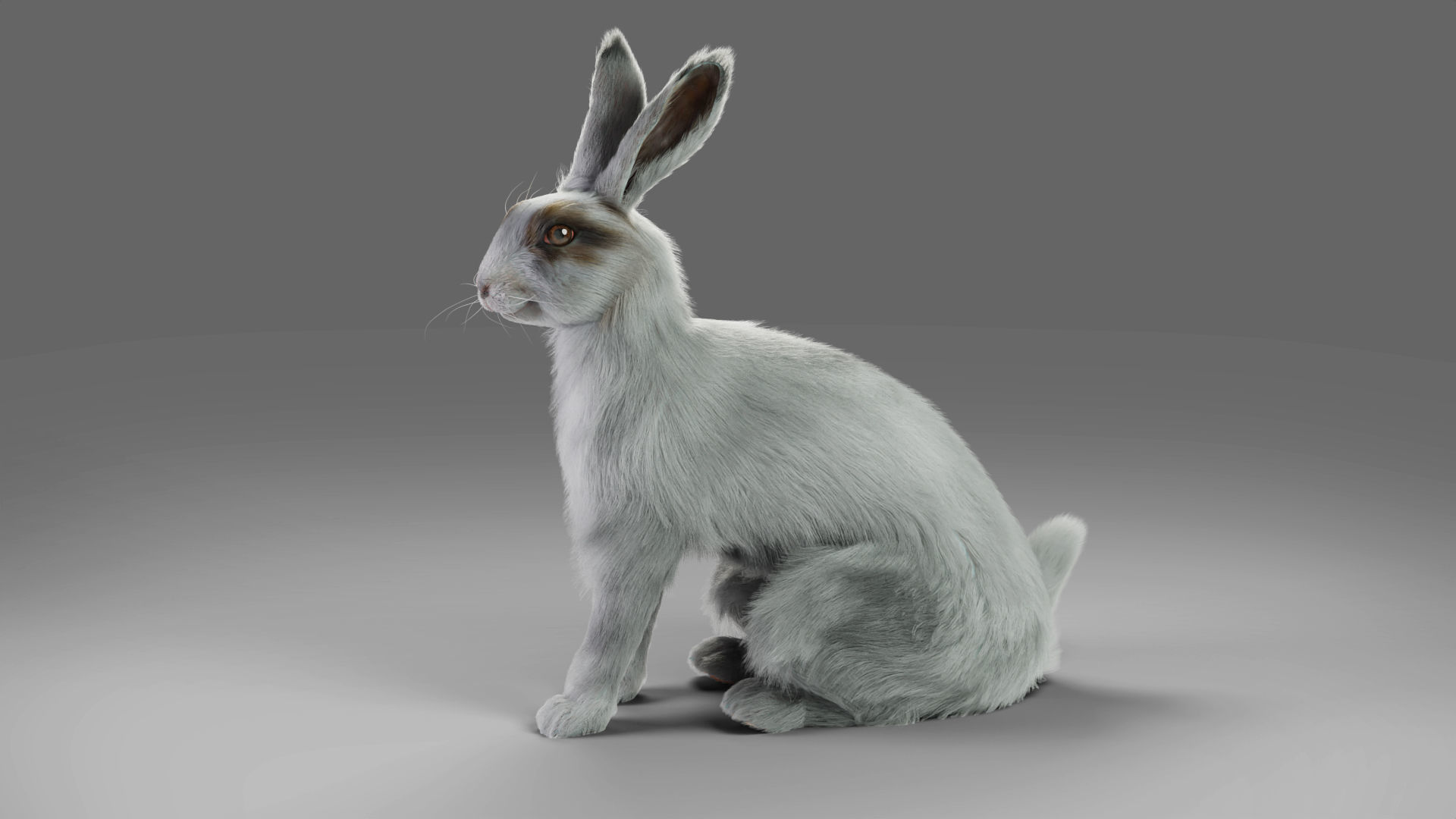 Fur Rabbit Gray V05 Rigged and Animation Low-poly 3D model_4