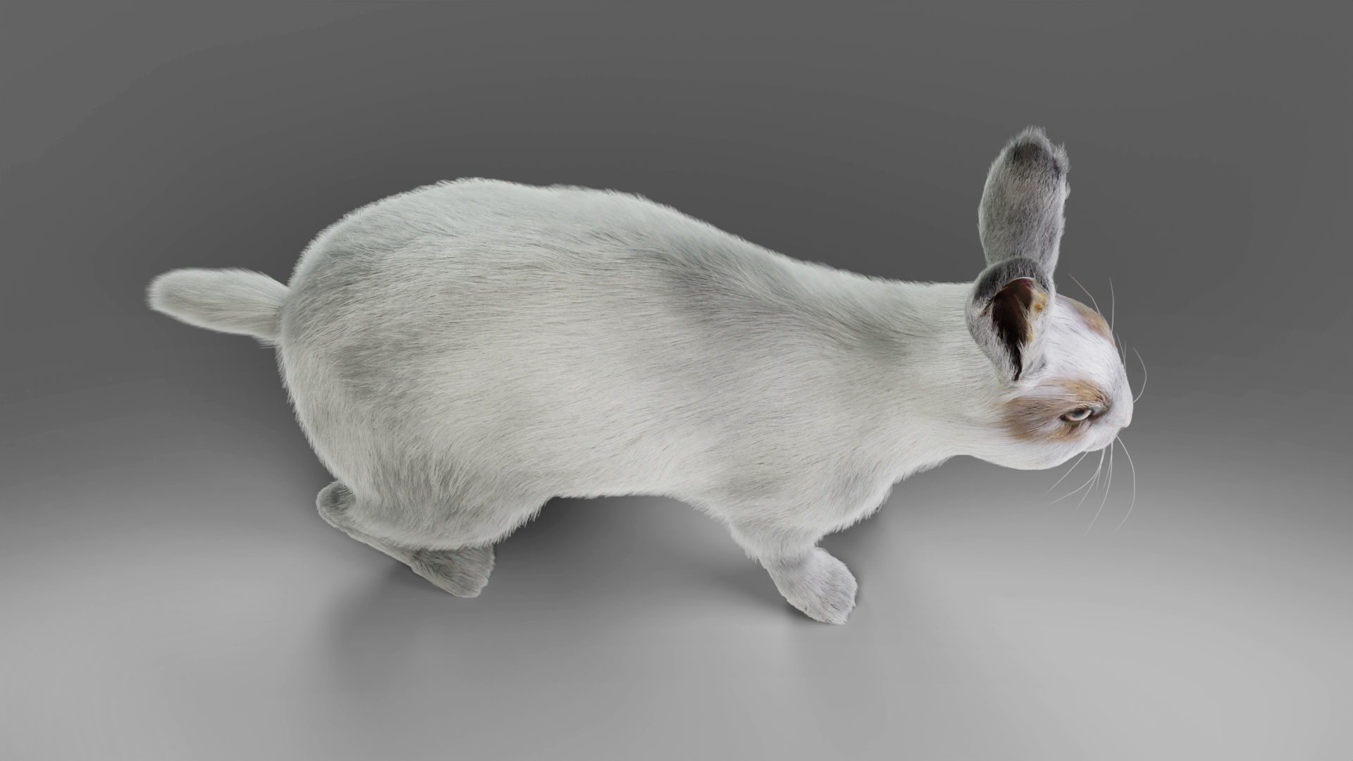 Fur Rabbit Gray V05 Rigged and Animation Low-poly 3D model_9