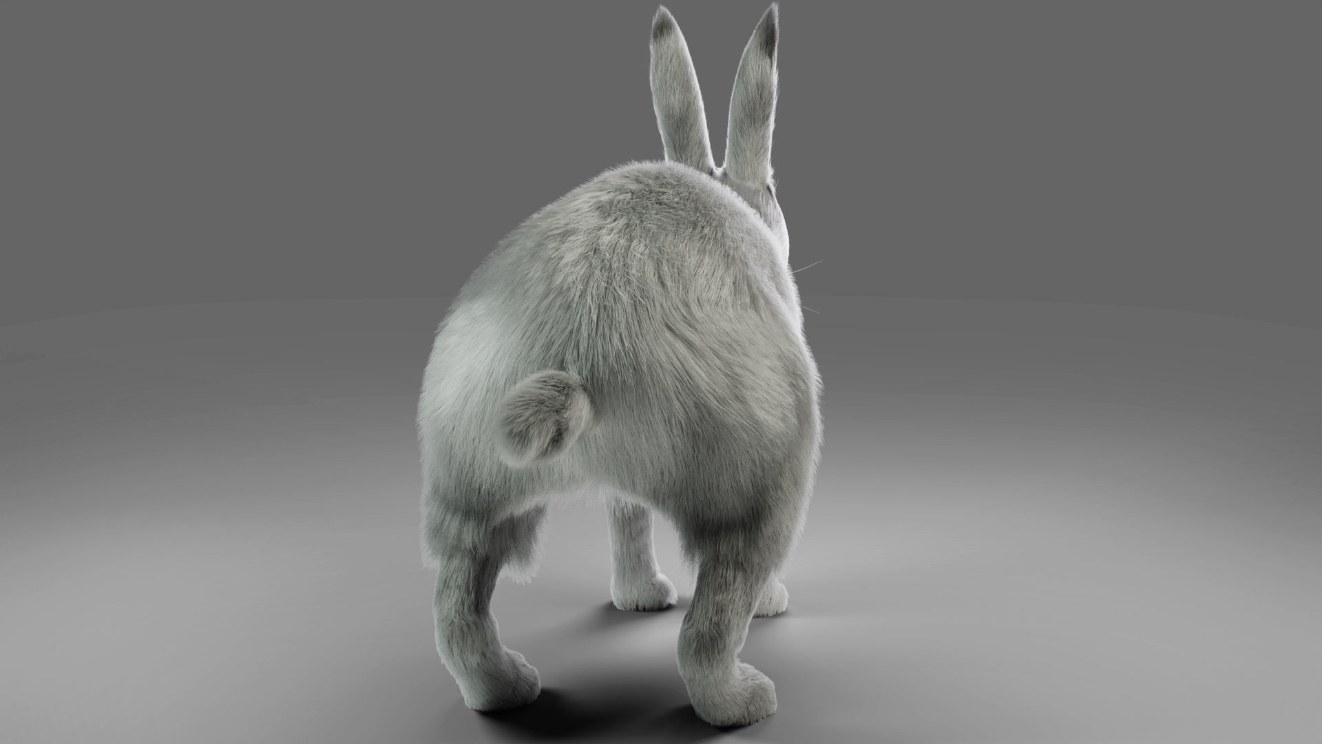 Fur Rabbit Gray V05 Rigged and Animation Low-poly 3D model_8