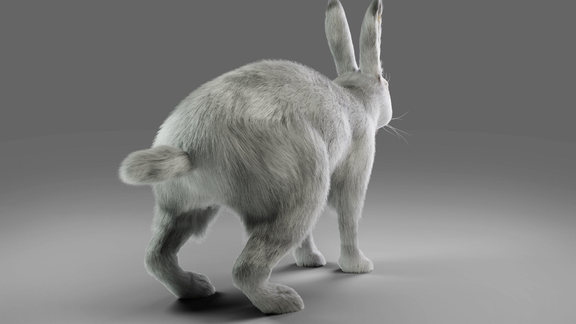 Fur Rabbit Gray V05 Rigged and Animation Low-poly 3D model_6