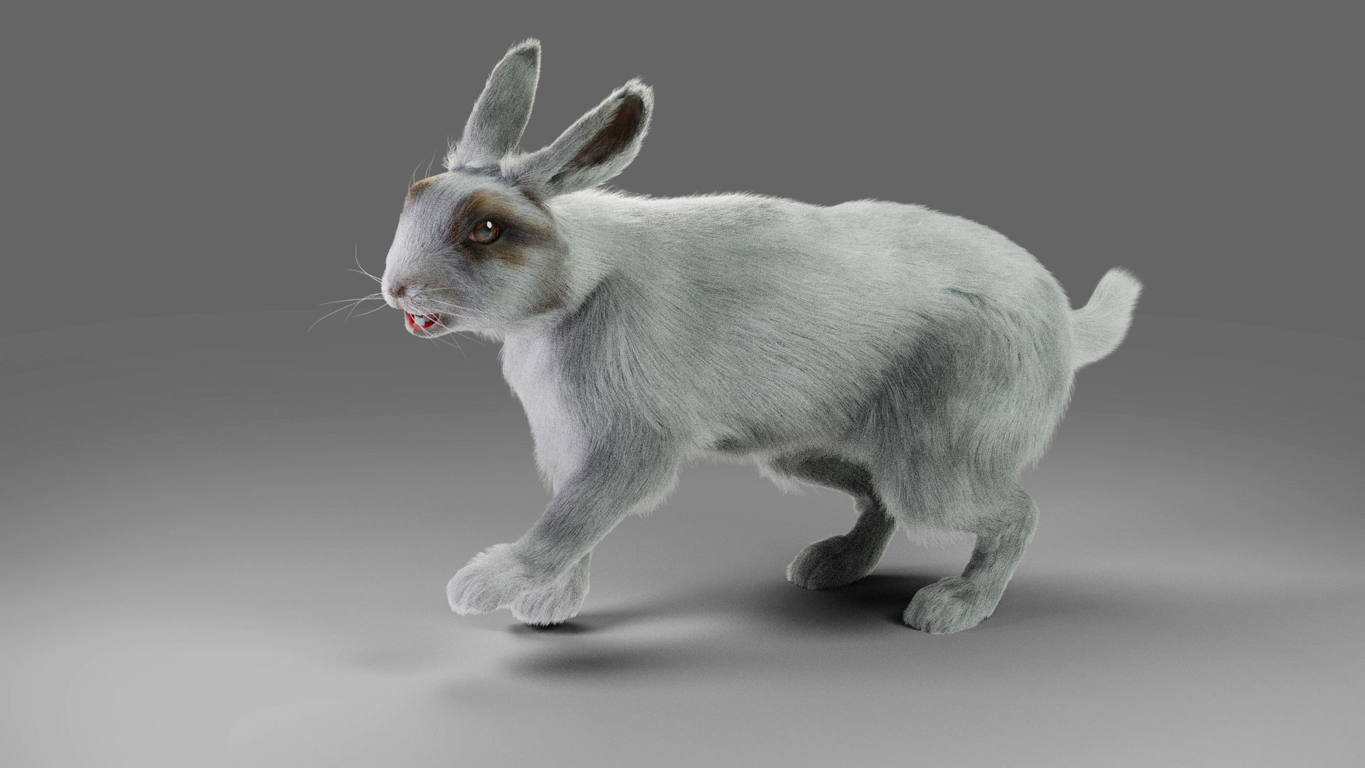 Fur Rabbit Gray V05 Rigged and Animation Low-poly 3D model_3