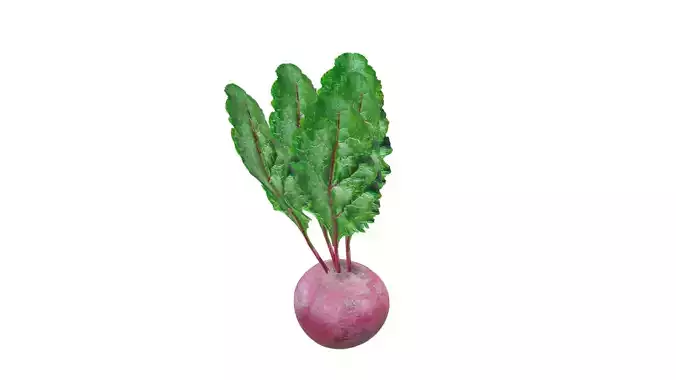 Beetroot radish with leaves Low-poly 3D model