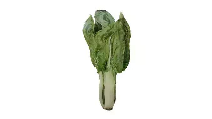 Chard bok choy Low-poly 3D model