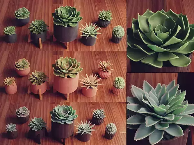 Collection of Succulent Plants  Plants Vol 03