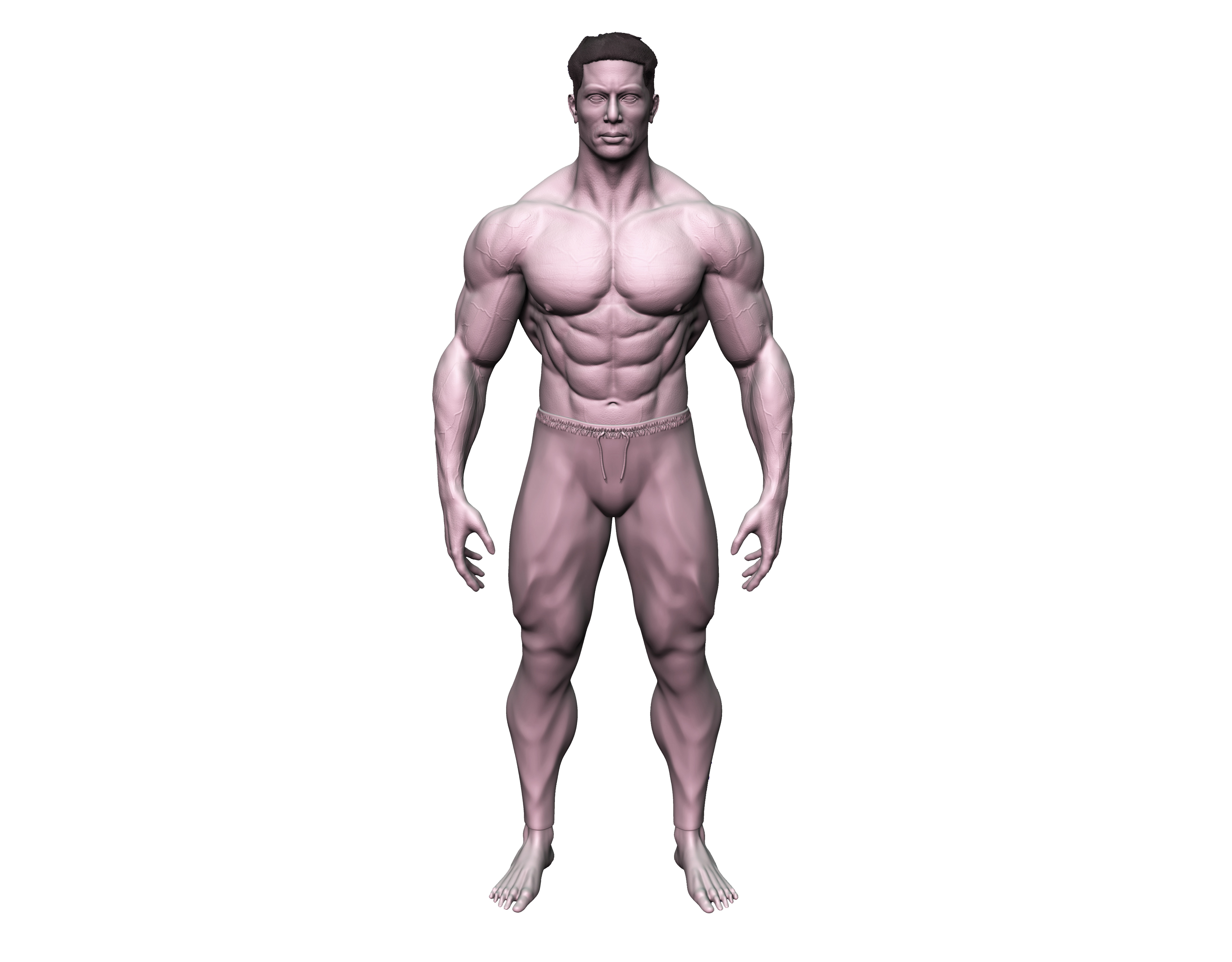 male anatomy study 3D print model 3D print model_9