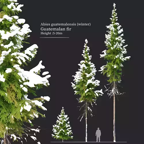 Winter Abies guatemalensis 