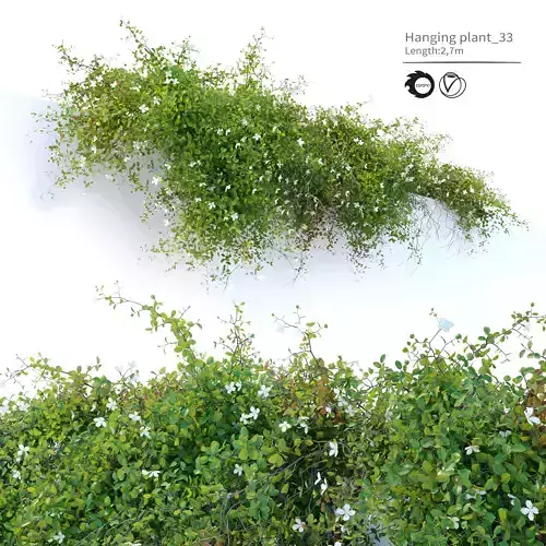 Hanging plant 33