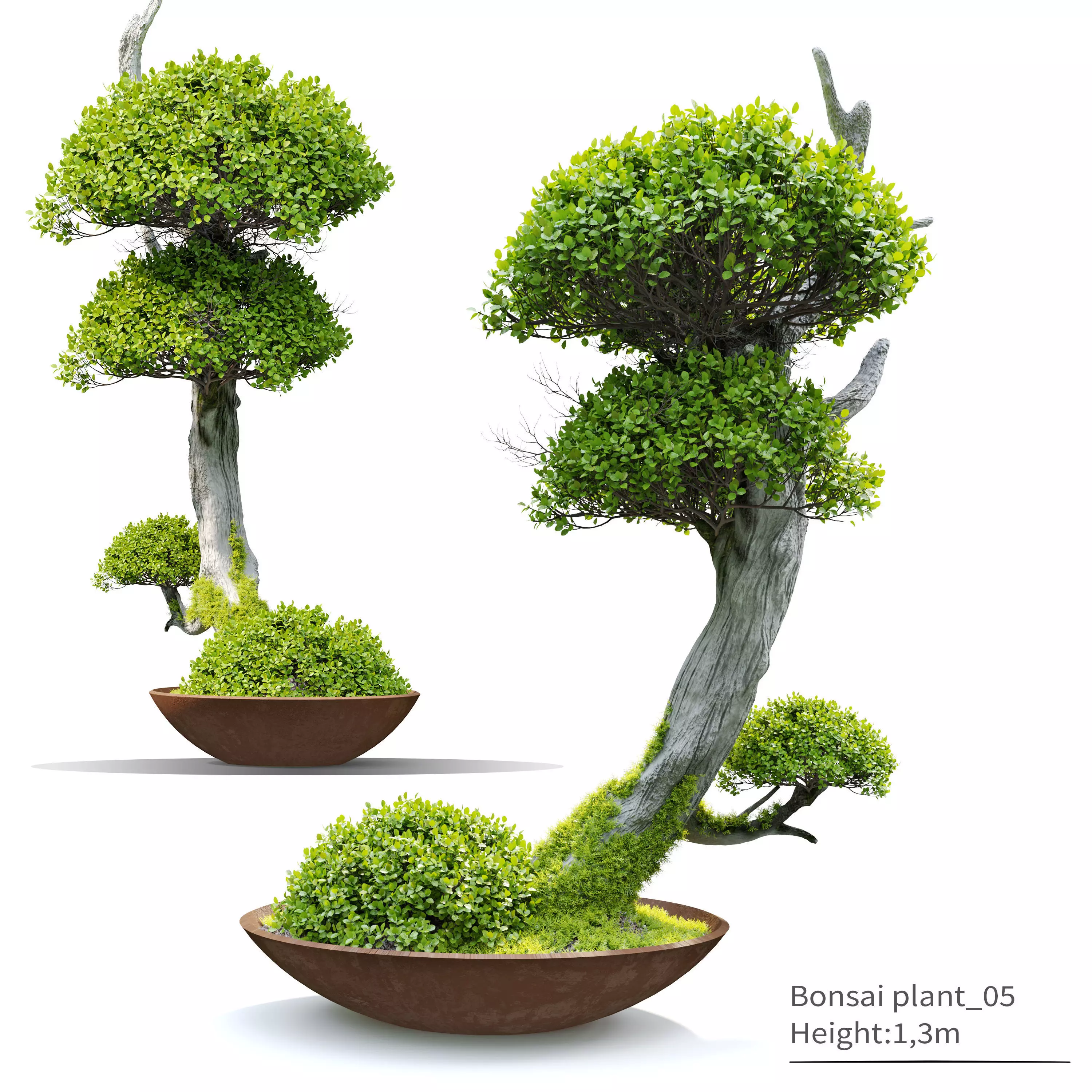 Bonsai plant 05 3D model