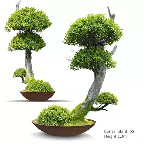Bonsai plant 05
