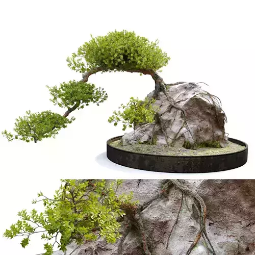 Bonsai plant 04