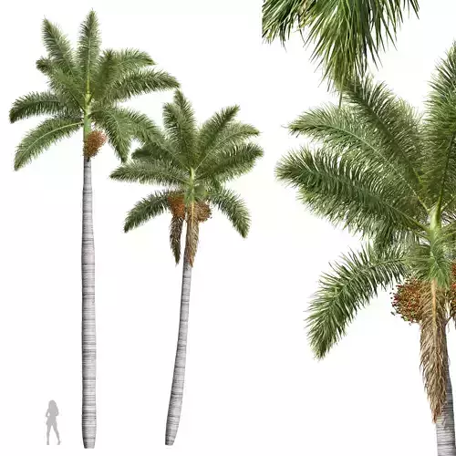 New Plant High detail Roystonea Regia Fruit 3D model