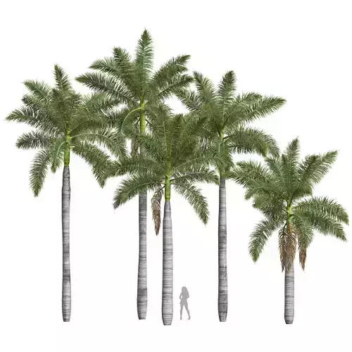 New Plant High detail Roystonea Regia Medium 3D model