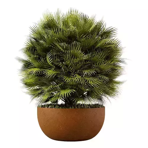 Trachycarpus Palm in Corten Planter