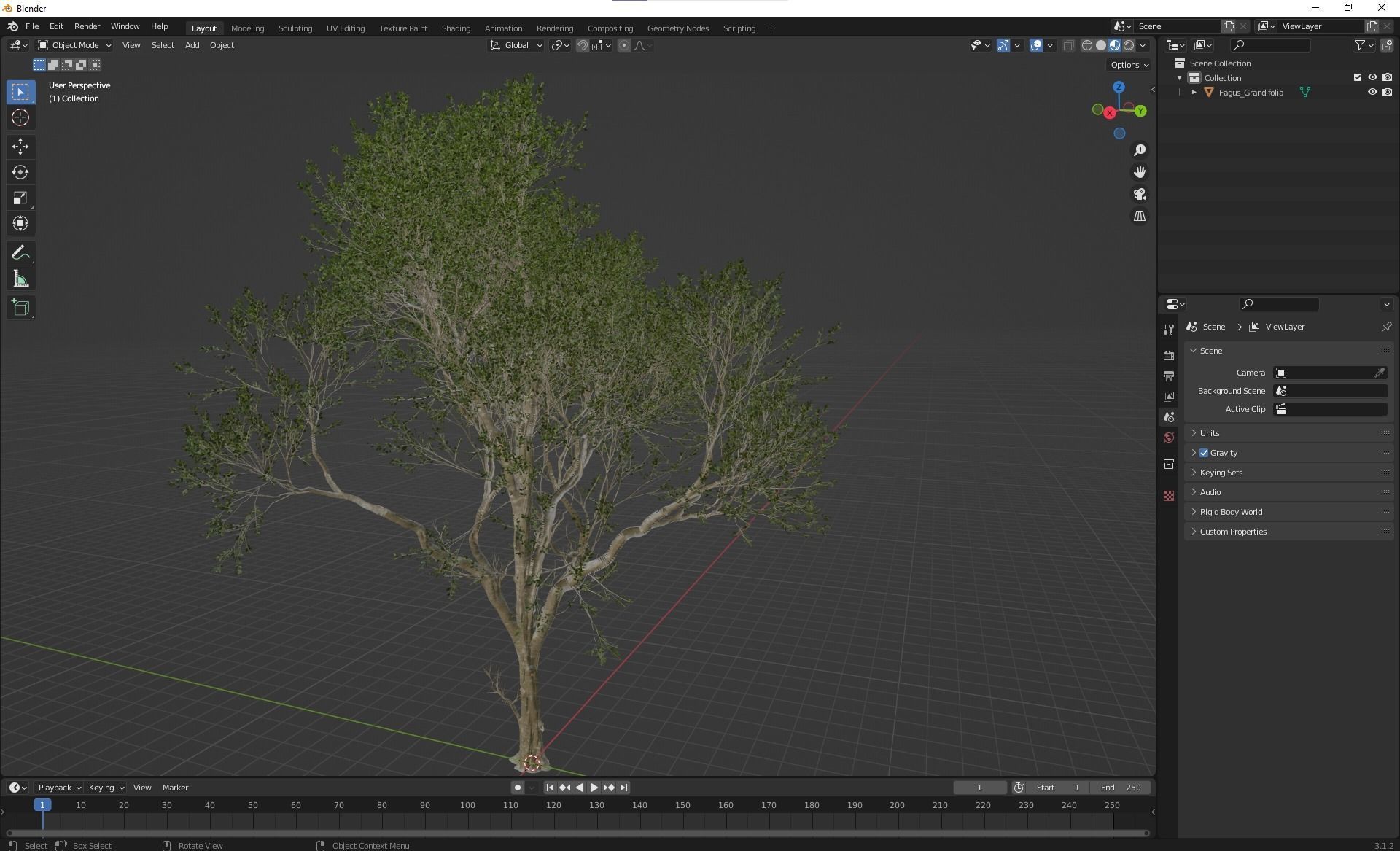 New Plant High detail Fagus Grandifolia 3D model_4
