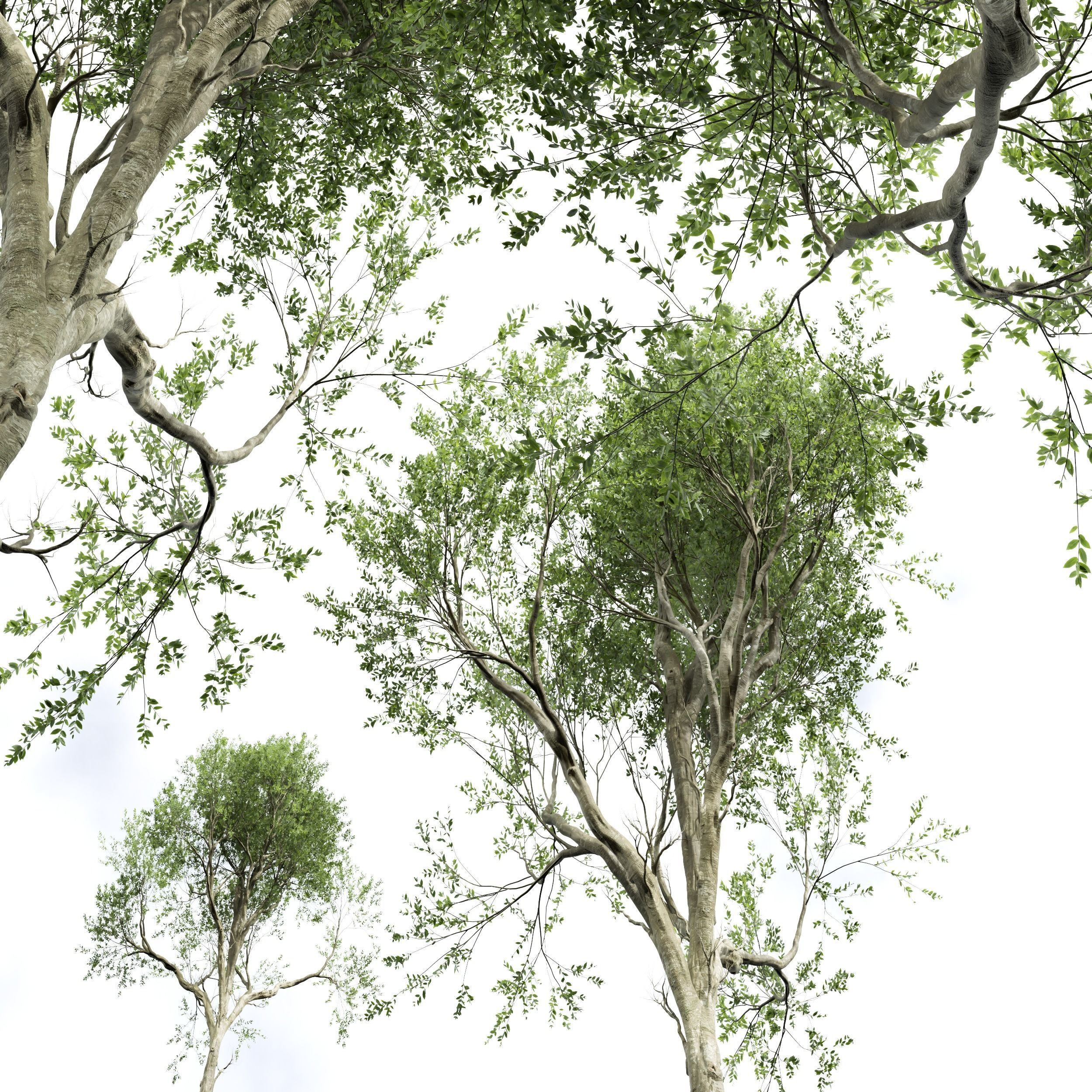 New Plant High detail Fagus Grandifolia 3D model_2