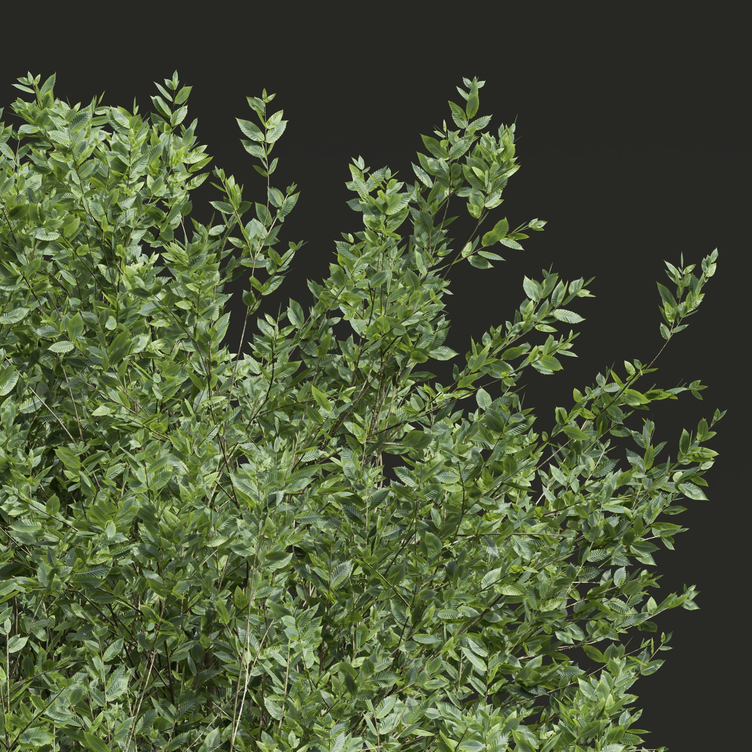 New Plant High detail Fagus Grandifolia 3D model_1