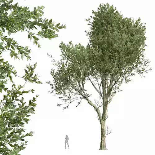 New Plant High detail Fagus Grandifolia 3D model