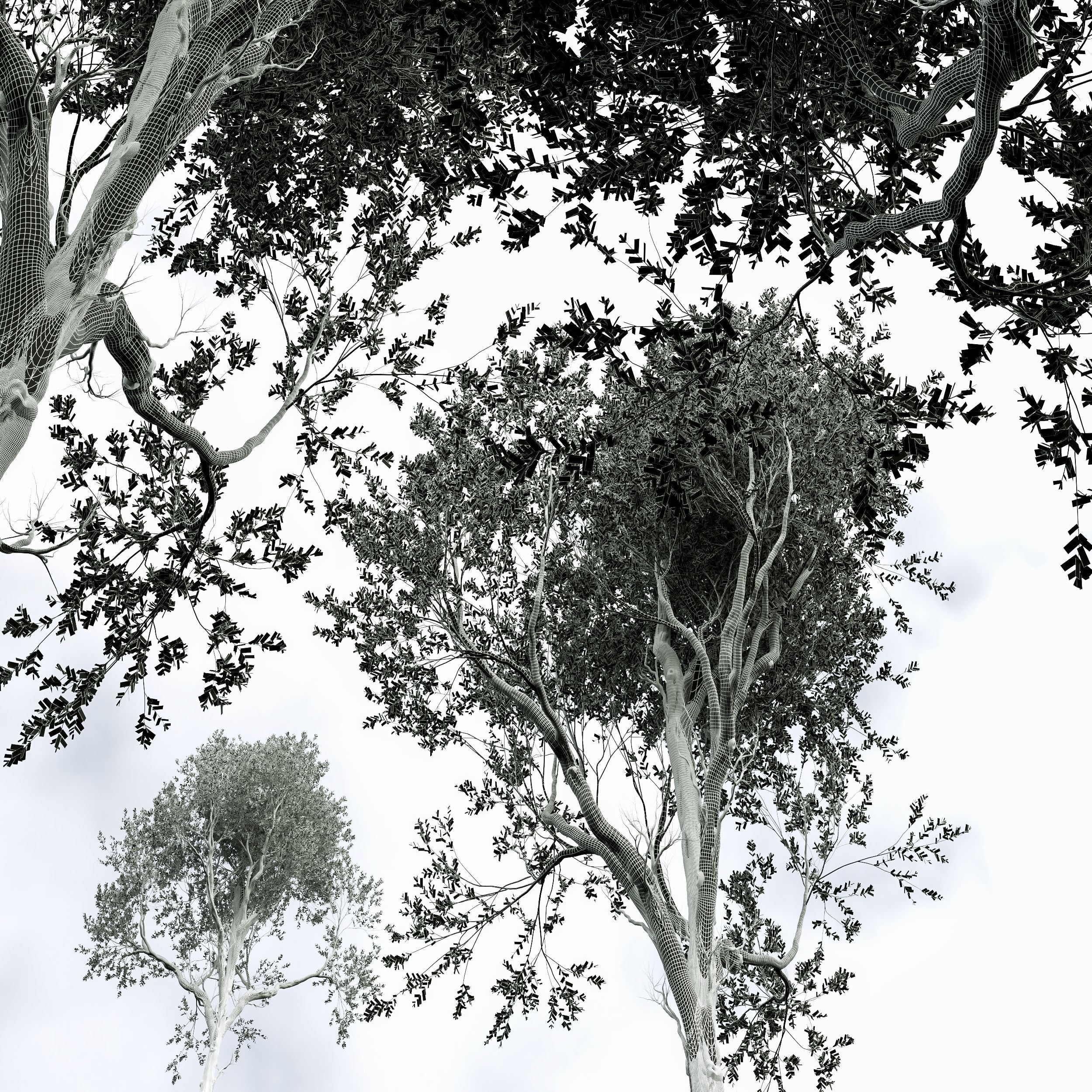 New Plant High detail Fagus Grandifolia 3D model_3