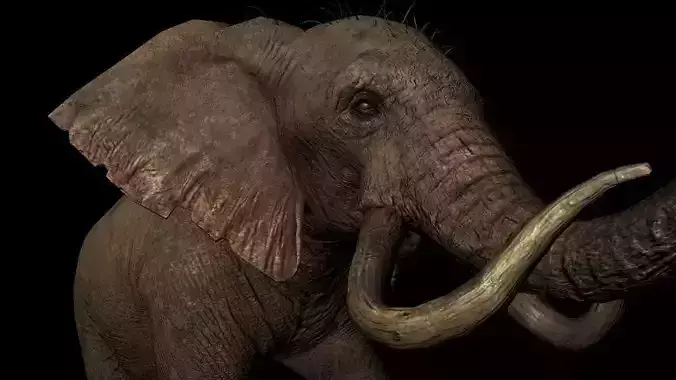 Rigged ELEPHANT