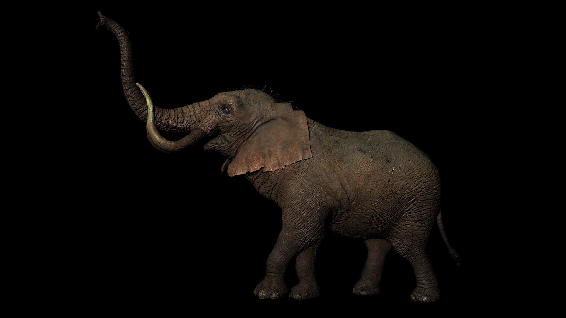 Rigged ELEPHANT Low-poly 3D model_5