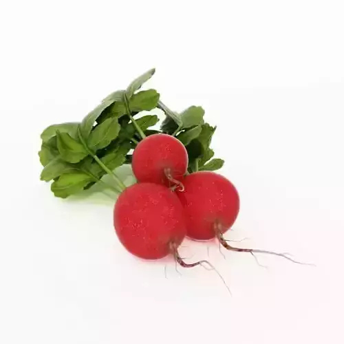 Rhree Fresh Radishes 3D model