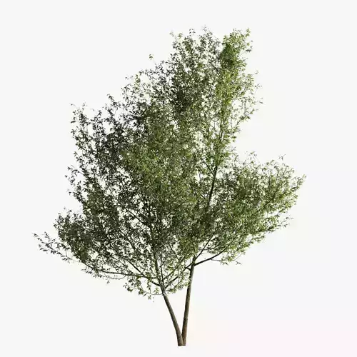 Fagus Sylvatica Tree - ORGANIKA