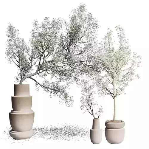 Olive tree in an old earthenware vase indoor collection 266