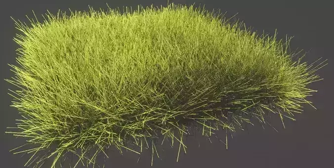 Grass