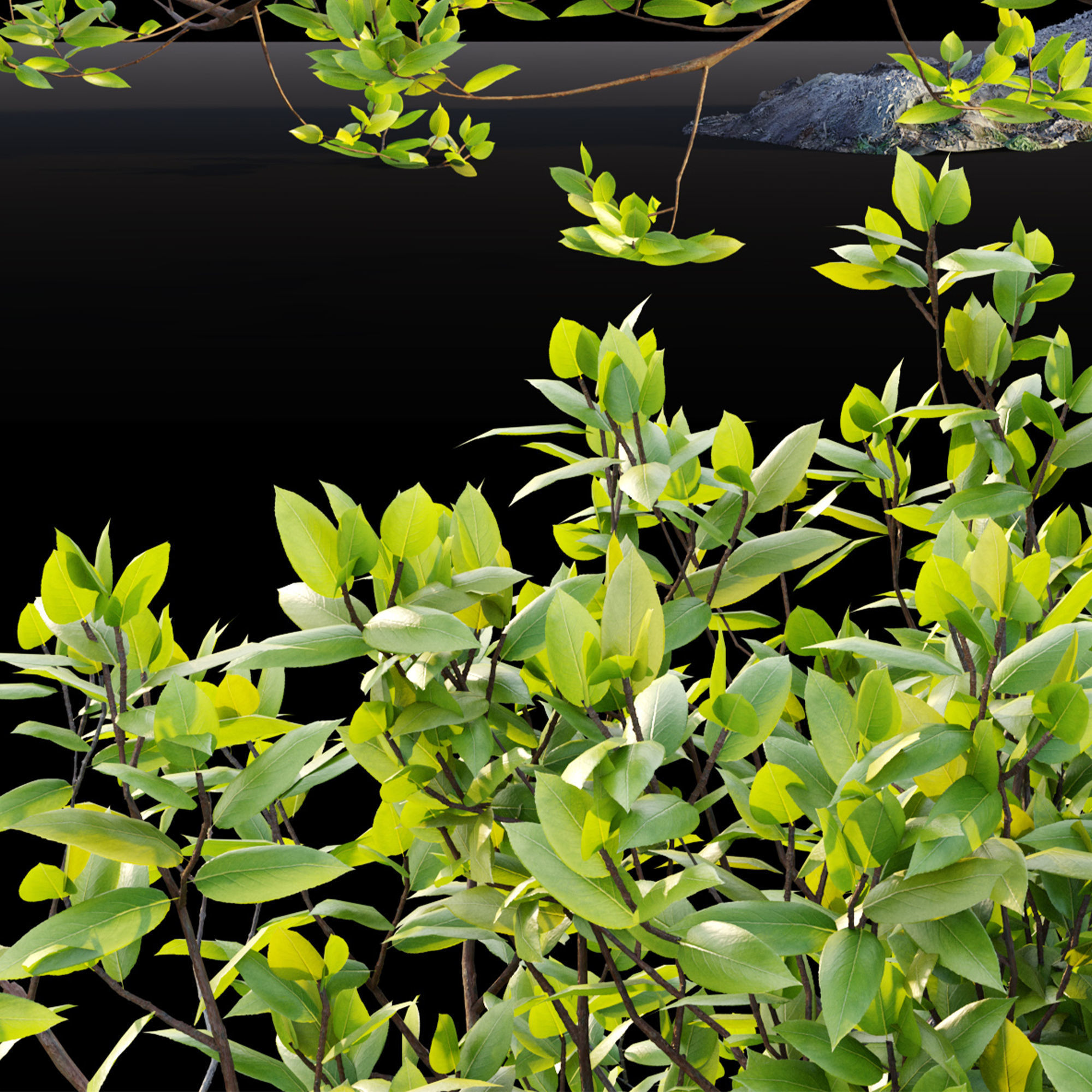 Bonsai plant 02 3D model_3