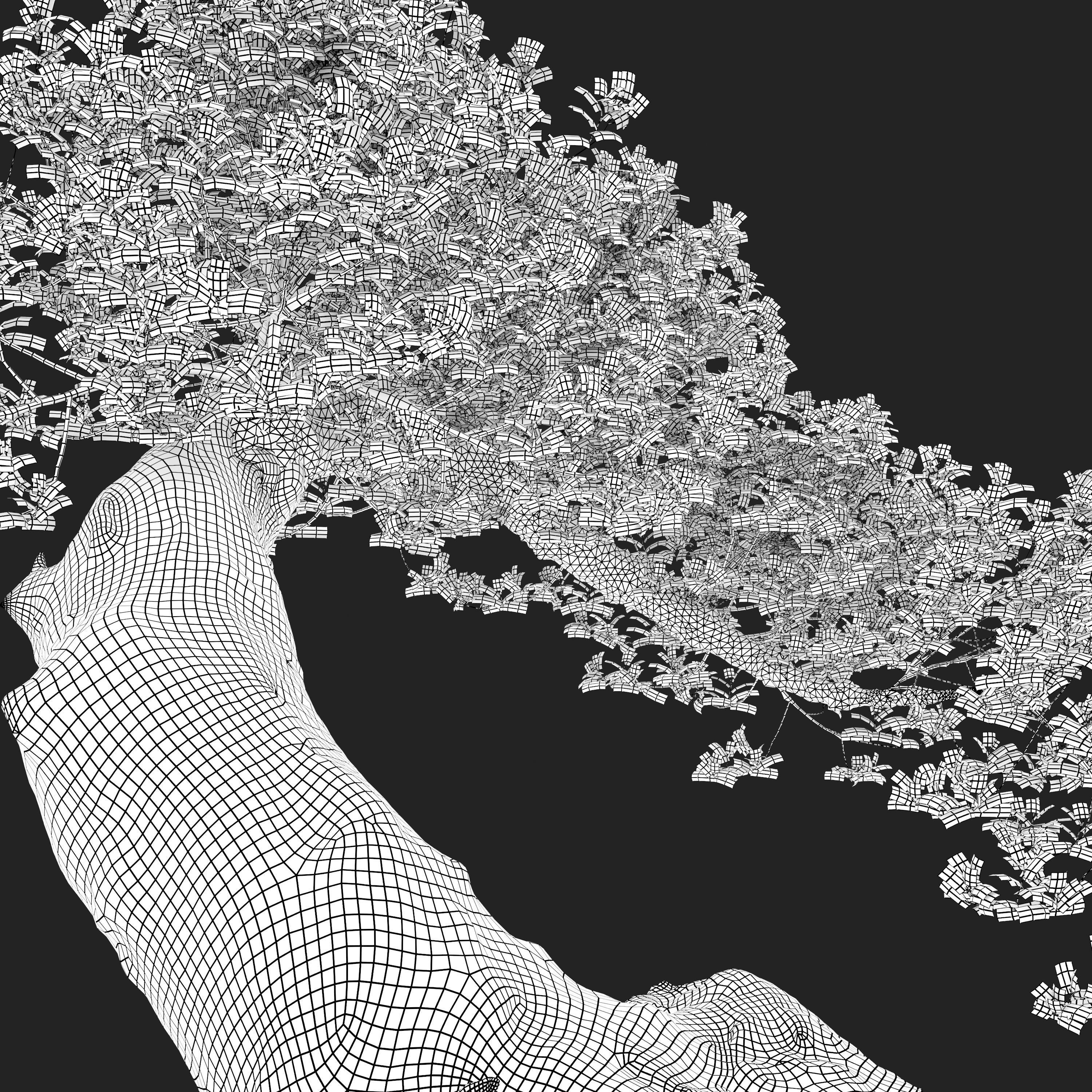 Bonsai plant 02 3D model_5