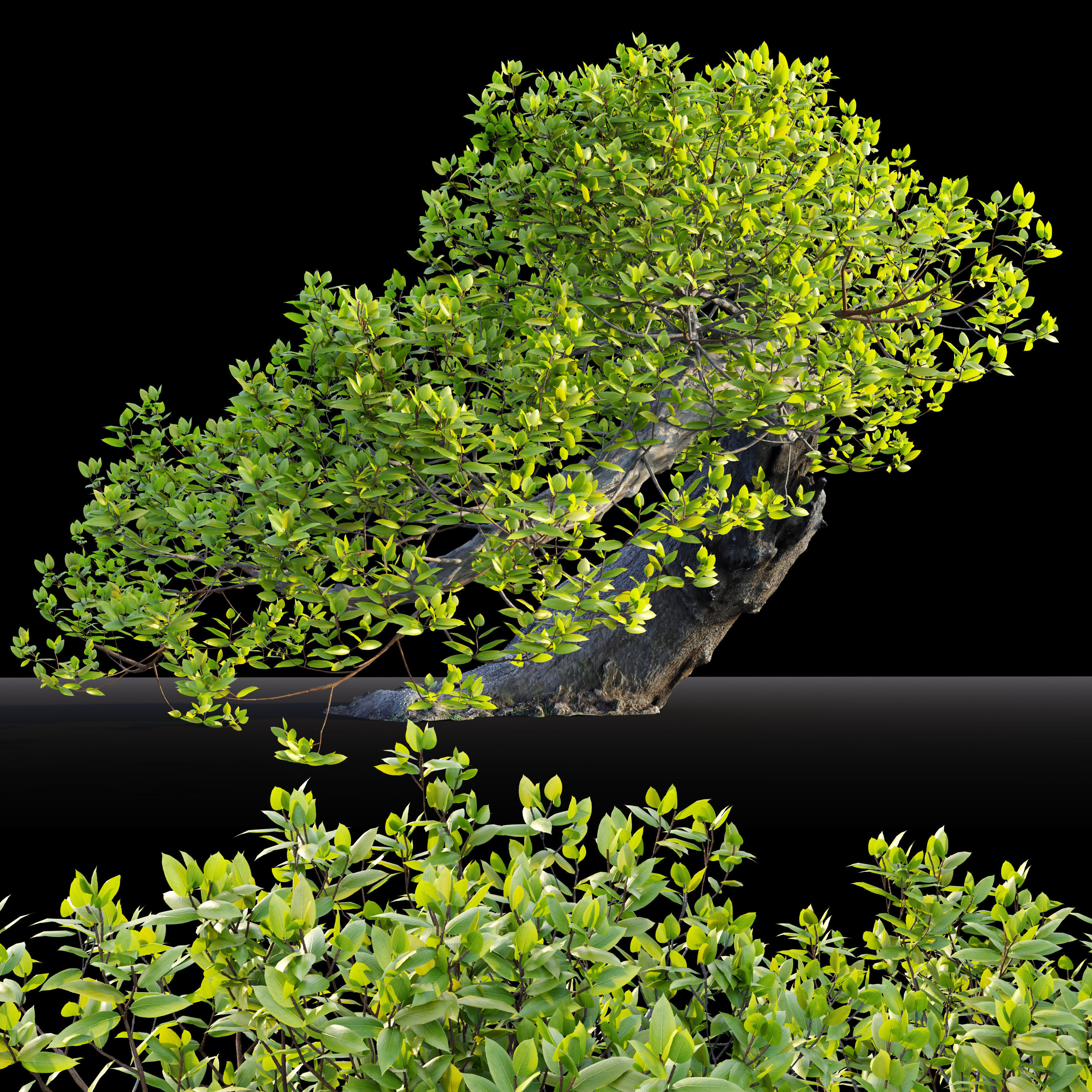 Bonsai plant 02 3D model_1