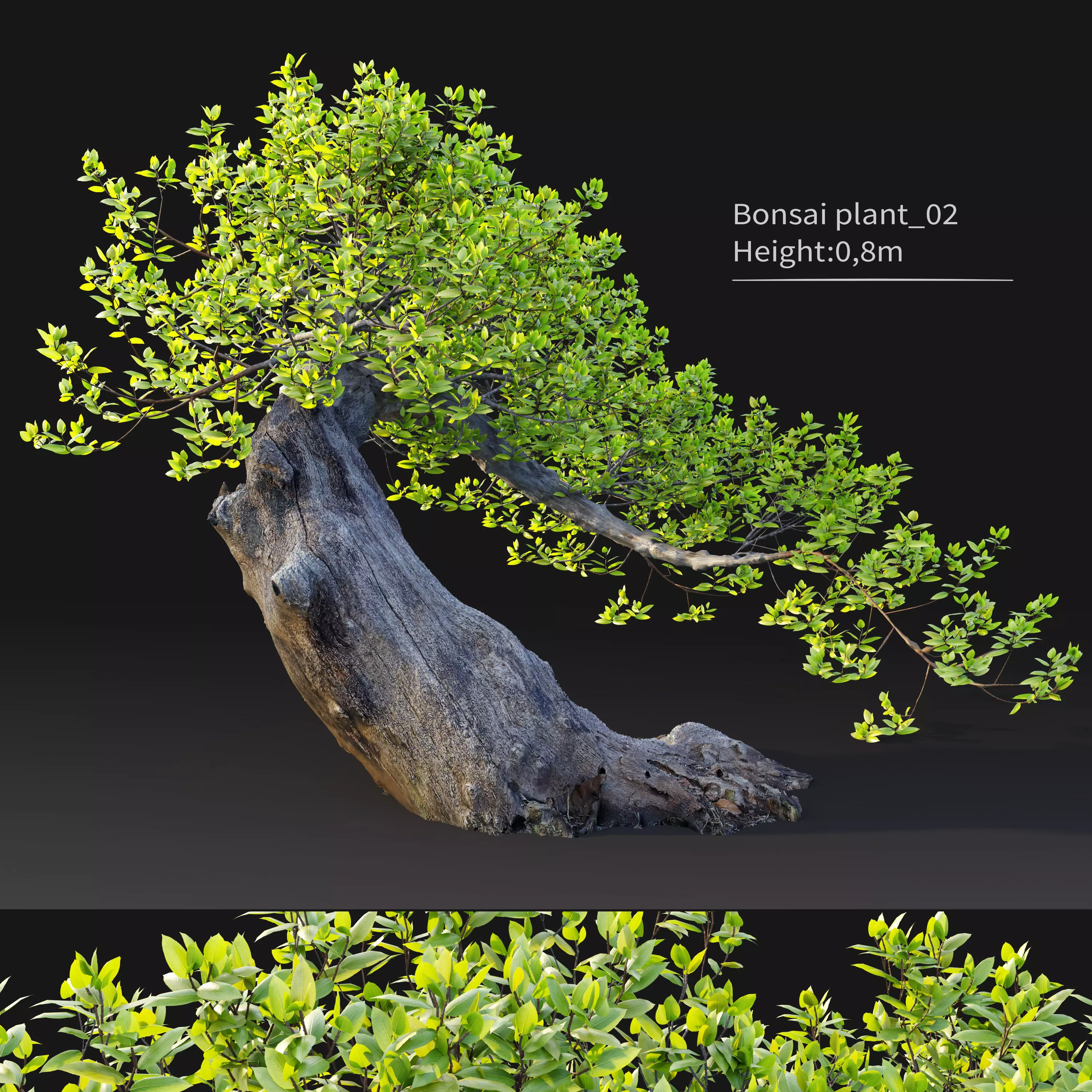 Bonsai plant 02 3D model_0