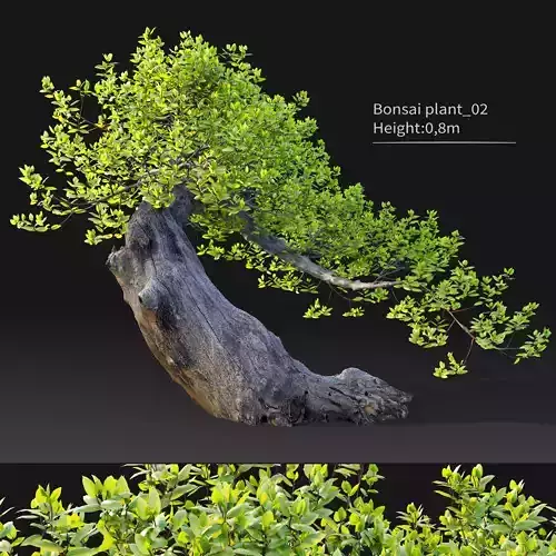Bonsai plant 02