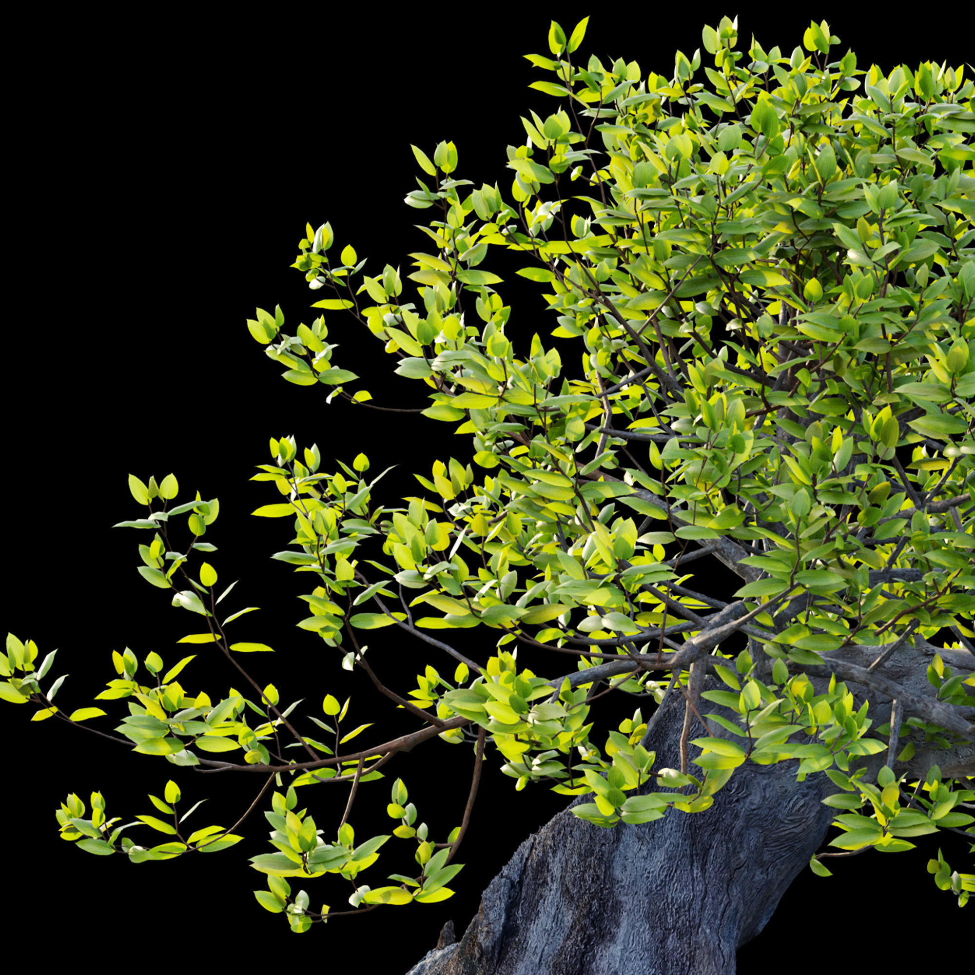 Bonsai plant 02 3D model_4