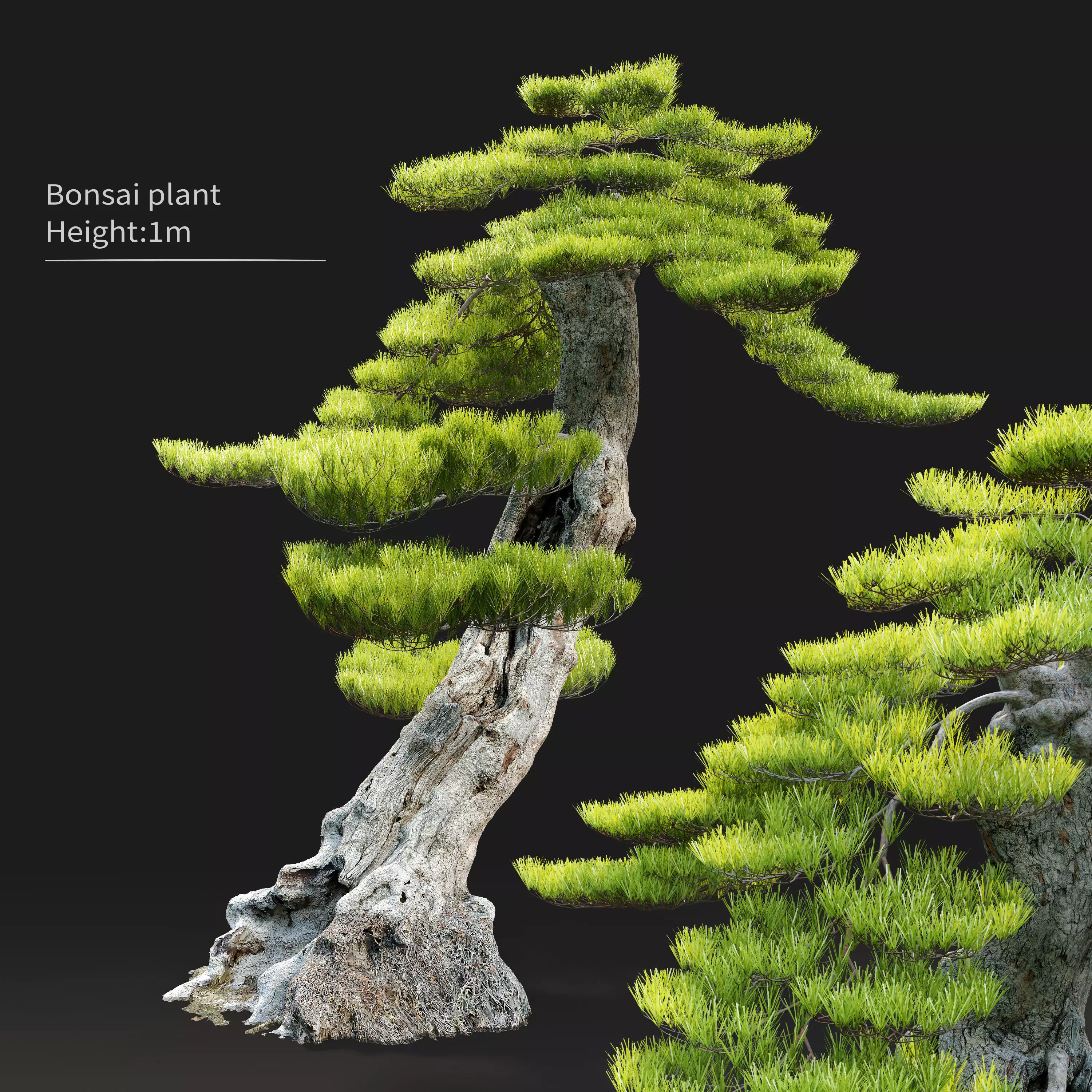 Bonsai plant 01 3D model