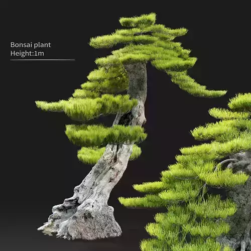 Bonsai plant 01