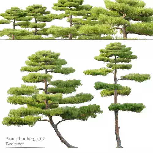 Pinus thunbergii 02