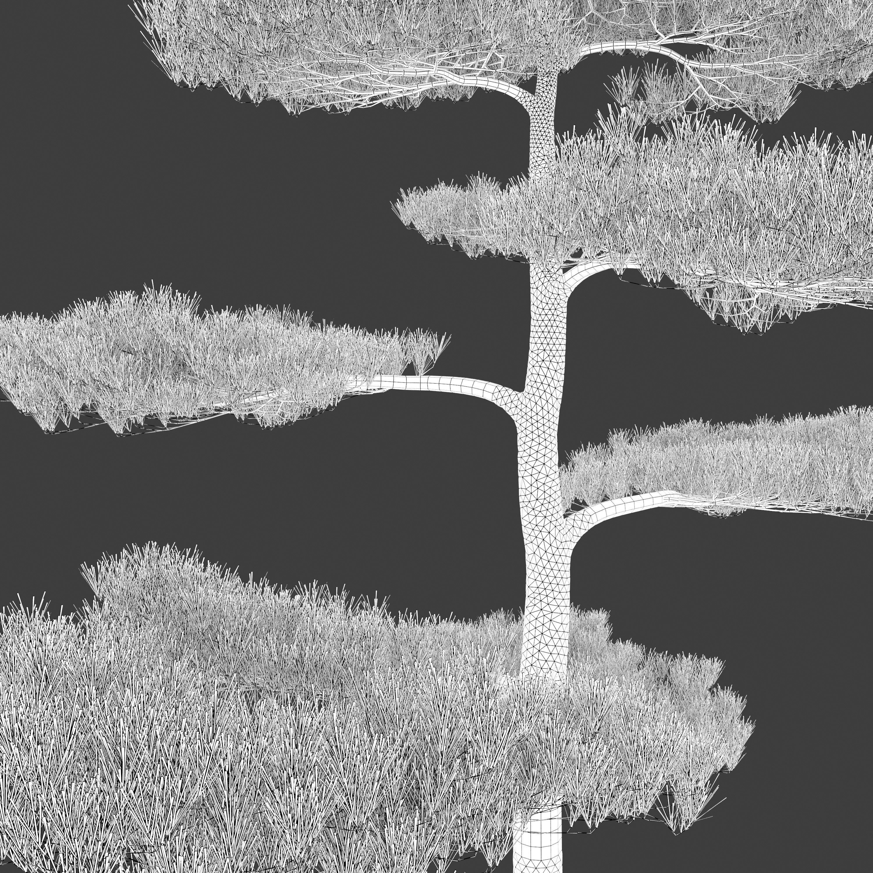 Pinus thunbergii 02 3D model_6