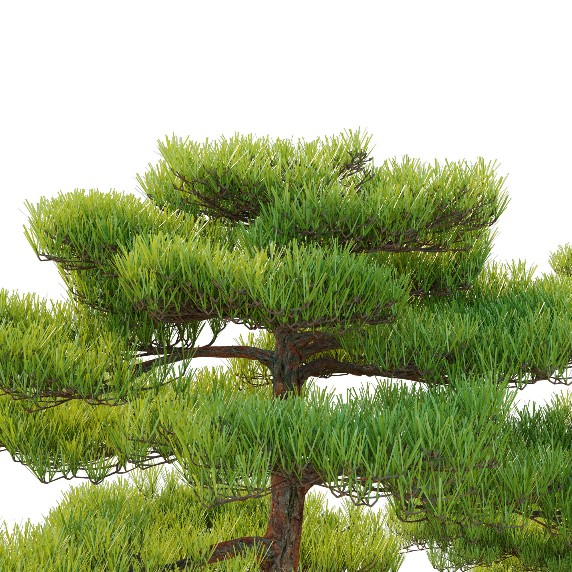 Pinus thunbergii 02 3D model_2