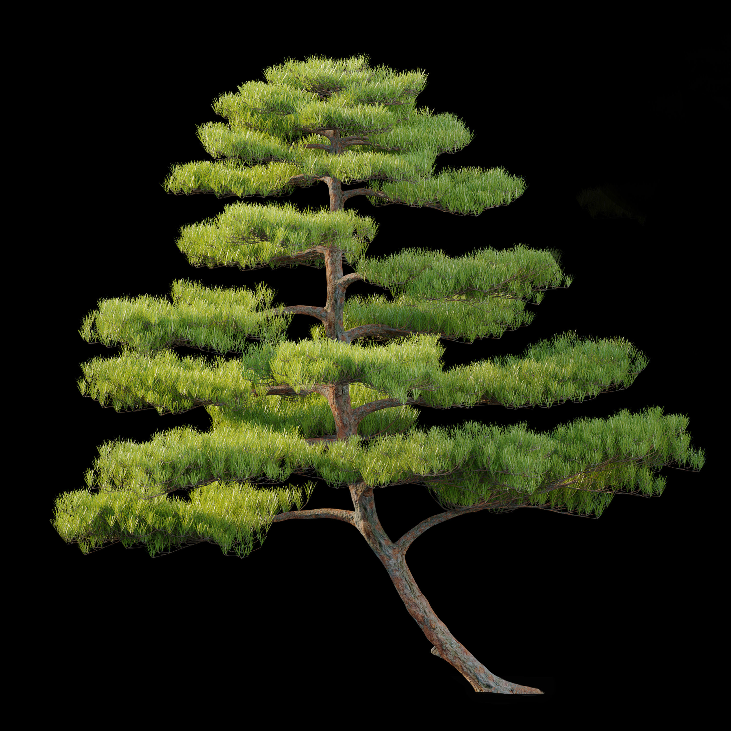 Pinus thunbergii 02 3D model_5