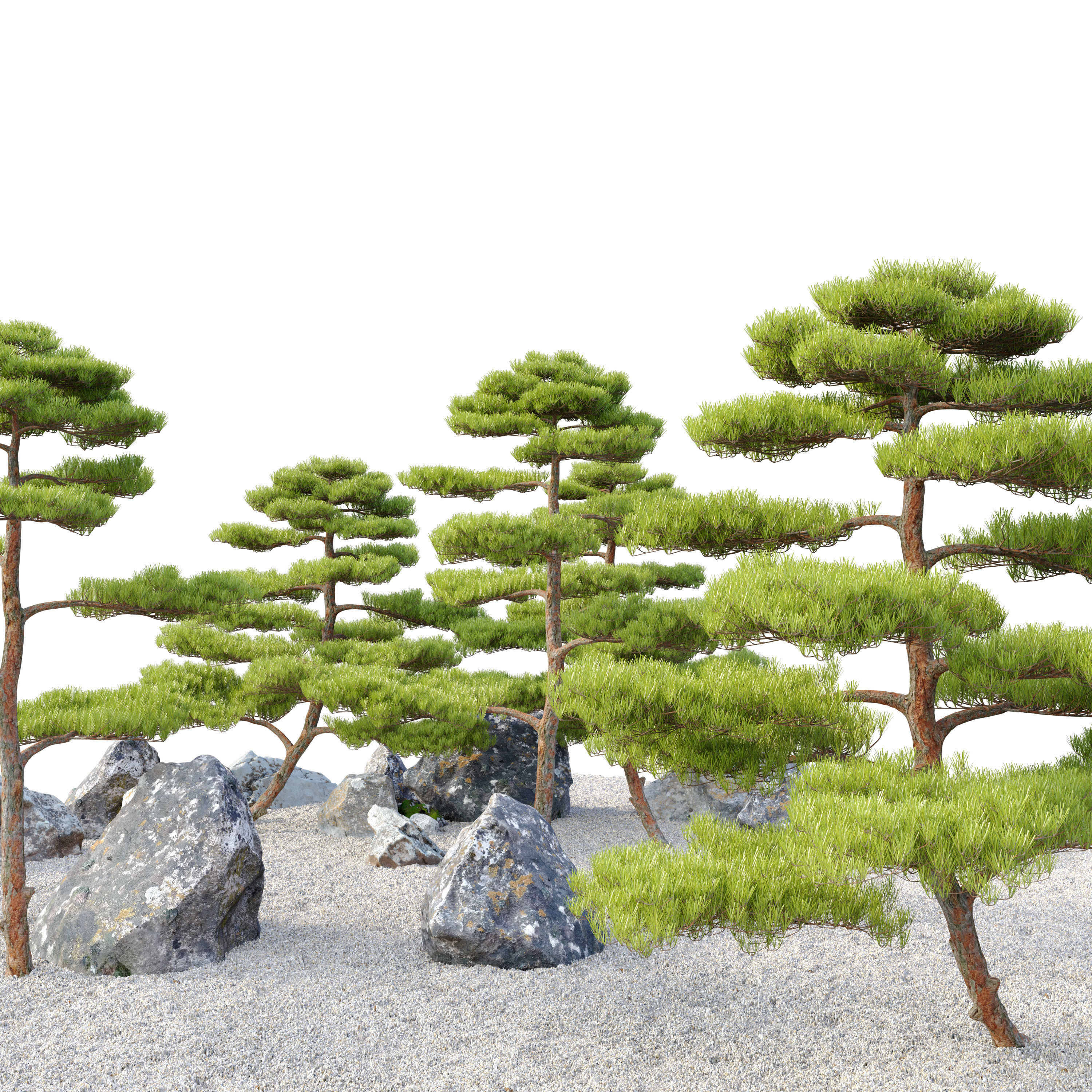 Pinus thunbergii 02 3D model_1