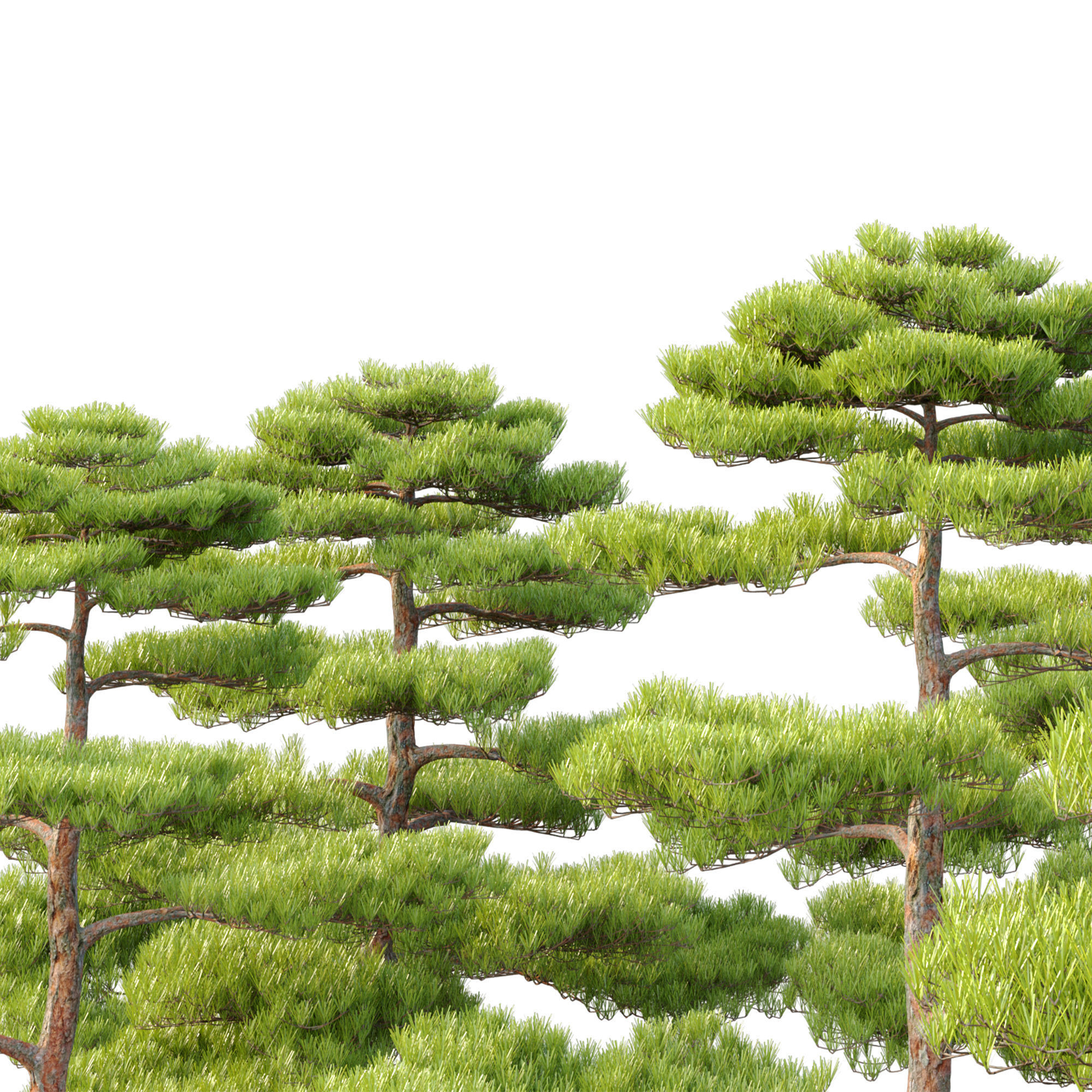 Pinus thunbergii 02 3D model_3
